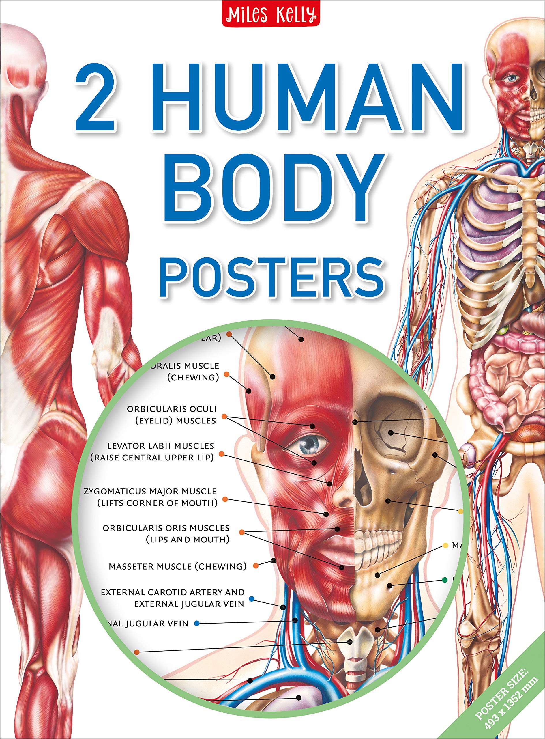 Human Body Poster Pack Biology Diagrams
